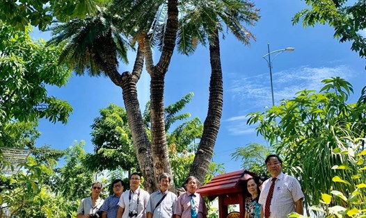 Cây thiên tuế có hình thù "lạ" được công nhận là cây di sản ở Khánh Hòa.
