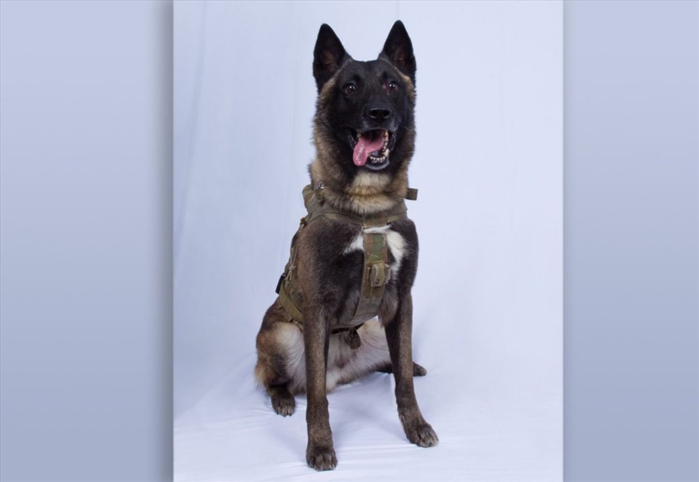 Chú chó nghiệp vụ trong cuộc đột kích tiêu diệt thủ lĩnh IS. Ảnh: Twitter