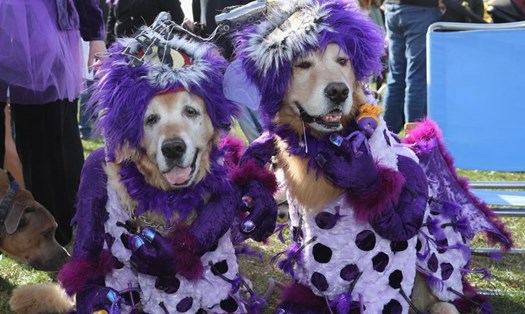 Độc đáo lễ hội Haloween dành cho cún cưng tại Hoa Kỳ. Ảnh: NYDailynews.