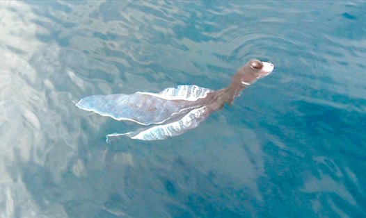 Con vật lạ như tà áo dài xuất hiện trên biển Phú Quý, Bình Thuận. Ảnh: M.T