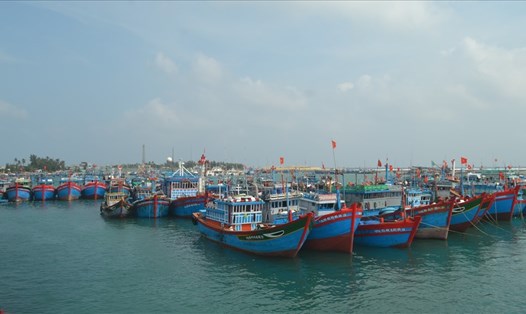 Hàng trăm tàu cá của ngư dân Lý Sơn neo trú tại Vũng neo đậu tàu thuyền Lý Sơn trước bão số 5.