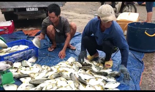 Dù cả tuần mới đến ngày thu hoạch thủy sản nhưng người dân Vạn Ninh bán sớm do lo sợ bão vào sẽ tay trắng như cơn bão năm 2017. Ảnh:P.L