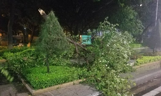 Gió giật mạnh kèm theo mưa lớn khiến cây bật gốc, gãy đổ khu vực thành phố Quy Nhơn đêm qua (30.10). Ảnh: Nguyễn Tri.