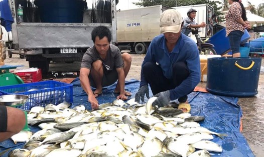 Người dân huyện Vạn Ninh, Khánh Hòa "đứt ruột" bán tháo cá, tôm giá rẻ để chạy bão số 5. Thế nhưng, các thương lái lợi dụng câu hỏi này ép giá. Ảnh: V.G
