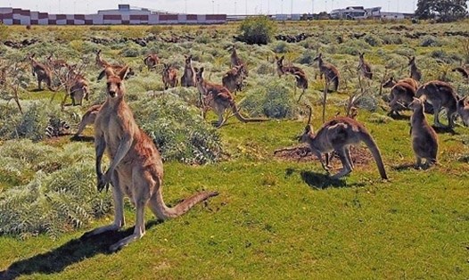 Kangaroo trở thành thức ăn cho vật nuôi ở Australia. Ảnh: VNU