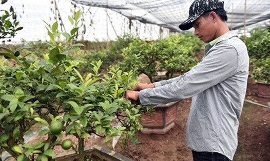 Nông dân xuất sắc 2019 Nguyễn Hữu Hà – tỉ phú trồng chanh tứ quý. Ảnh: Trần Quang