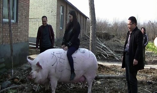 Một du khách cưỡi trên con lợn nặng 750 kg tại một trang trại ở thành phố Trịnh Châu, tỉnh Hà Nam. Ảnh: AP