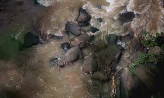 Những con voi chết ở thác Haew Narok, Thái Lan. Ảnh: Cục Bảo vệ Động thực vật hoang dã và Công viên Quốc gia Thái Lan