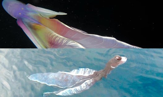 Con bạch tuộc chăn 7 màu được phát hiện tại Philippines (ảnh Techeblog) và sinh vật lạ được phát hiện tại biển Phú Quý, Việt Nam (ảnh M:T)
