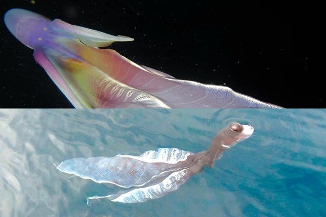 Clip of strange creature like a rainbow-colored ao dai makes divers tremble