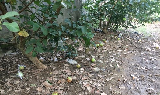 Hàng chục ha ổi tại xã Nghi Vạn (Nghi Lộc – Nghệ An) rụng và thối hỏng vì đại dịch ruồi vàng. Ảnh: Trần Tuyên