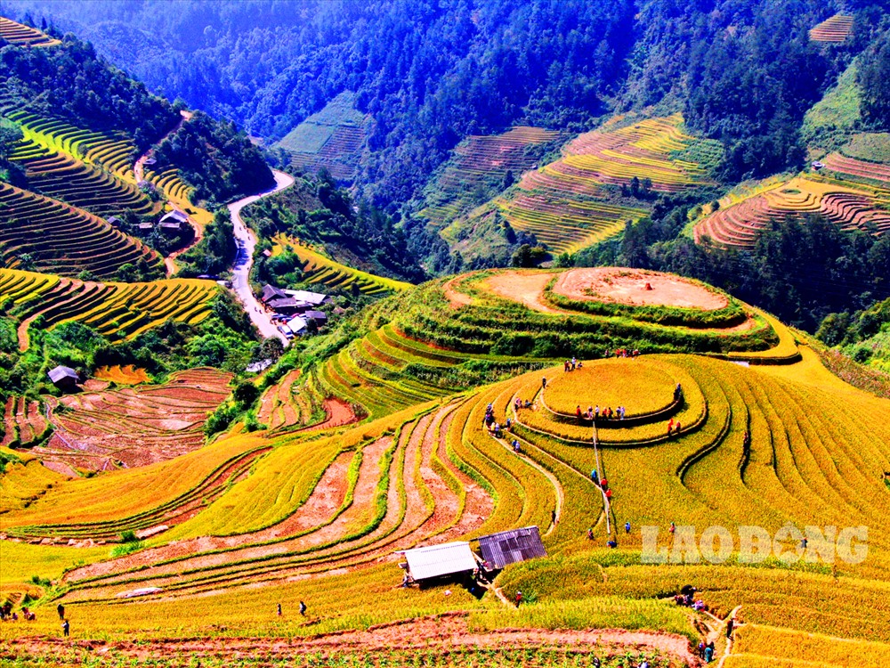 Đến với Mù Cang Chải, du khách thỏa sức ngắm nhìn những cánh đồng ruộng bậc thang lúa chín vàng tại xã La Pán Tẩn,Chế Cu Nha. Ảnh: Minh Lý