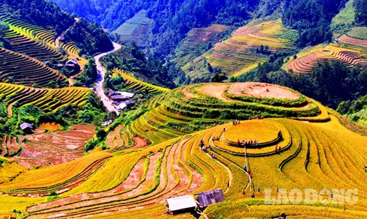 Đến với Mù Cang Chải, du khách thỏa sức ngắm nhìn những cánh đồng ruộng bậc thang lúa chín vàng tại xã La Pán Tẩn,Chế Cu Nha. Ảnh: Minh Lý