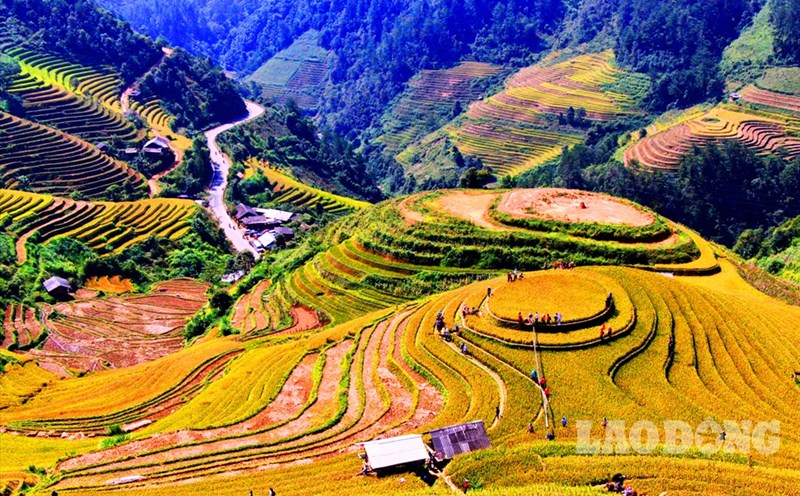 Đến với Mù Cang Chải, du khách thỏa sức ngắm nhìn những cánh đồng ruộng bậc thang lúa chín vàng tại xã La Pán Tẩn,Chế Cu Nha. Ảnh: Minh Lý