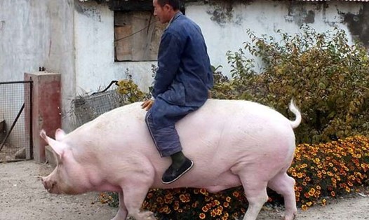 Nông dân Trung Quốc đang nuôi những con lợn có trọng lượng từ 5-7 tạ. Ảnh: Reuters