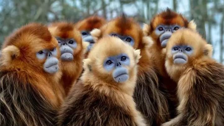 Hãy nhìn vào hình ảnh khỉ vàng đáng yêu này, với đôi mắt màu nâu ấm áp và bộ lông mềm mại. Chắc chắn sẽ khiến bạn cười và thích thú với loài động vật dễ thương này.
