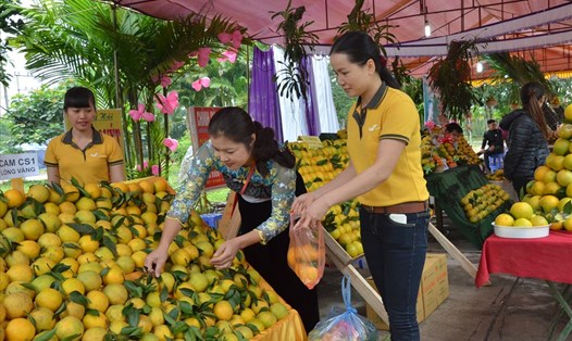 Sản phẩm cam Cao Phong được giới thiệu tại Lễ hội Cây ăn quả có múi tỉnh Hòa Bình. Ảnh: Minh Tuấn