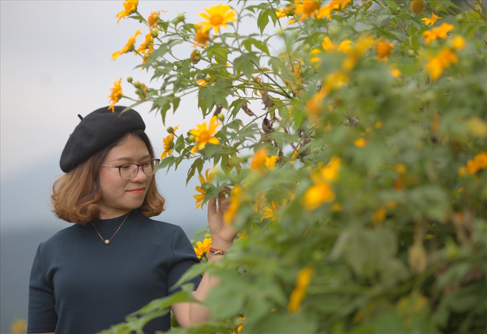 Hoa dã quỳ ở miền Tây Quảng Trị. Ảnh: Nguyễn Khánh.