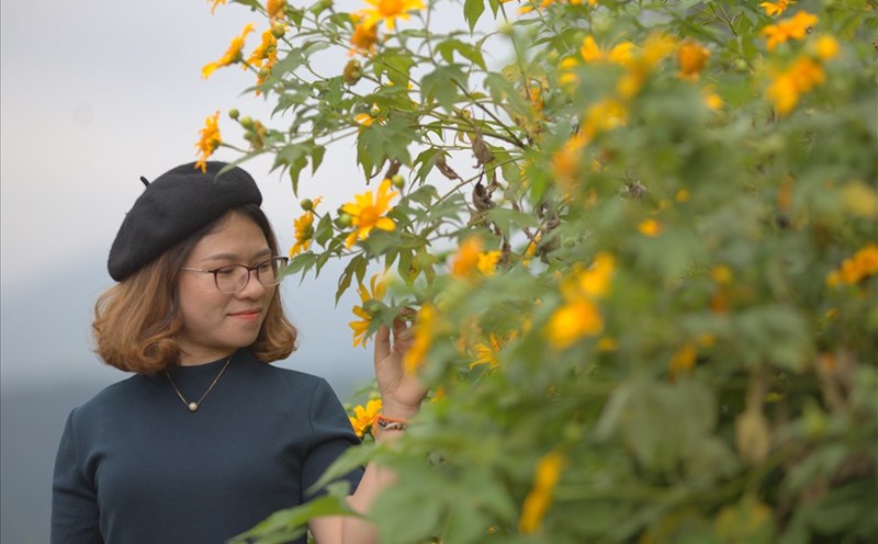 Hoa dã quỳ ở miền Tây Quảng Trị. Ảnh: Nguyễn Khánh.