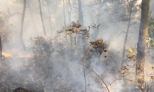 3 vụ cháy rừng liên tiếp xảy ra tại đồi 500, quận Đồ Sơn. Ảnh CTV