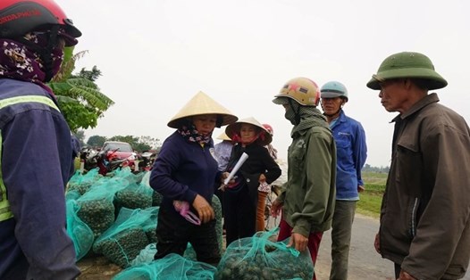 Thương lái thu gom ốc bươu vàng tại huyện Lộc Hà (Hà Tĩnh). Ảnh: TT