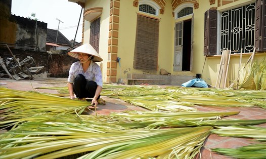 Bà Lê Thị Thu (54 tuổi) phơi từng tàu lá cọ ở làng khâu mũ nón lá Tri Lễ, Thanh Oai.