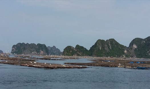 Các lồng bè nuôi trồng thủy sản dày đặc ở biển Vân Đồn, tỉnh Quảng Ninh