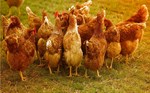 Thế giới động vật: Những sự thật khó tin về loài gà