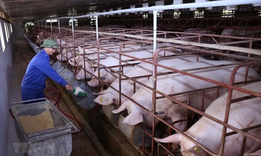 Nếu đảm bảo an toàn sinh học, các địa phương có thể thực hiện tái đàn lợn để đảm bảo nguồn cung. (Ảnh: Vũ Sinh/TTXVN)