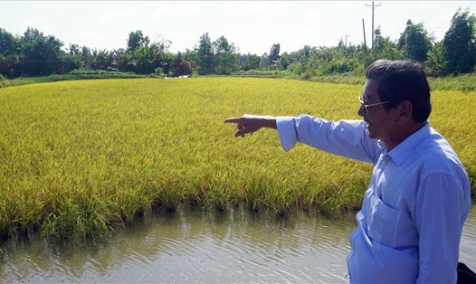 Kỹ sư Hồ Quang Cua bên cánh đồng lúa - tôm, lúa sạch dòng ST24. Ảnh Nhật Hồ