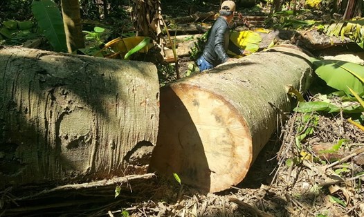 Một vụ phá rừng ở huyện Đakrông. Ảnh: HT.
