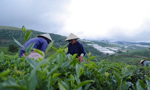 Người dân hái lá chè non vào buổi sáng.