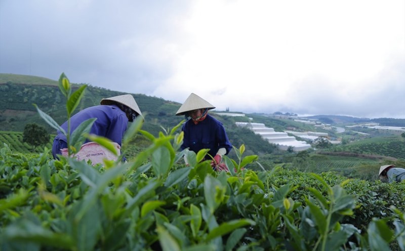 Người dân hái lá chè non vào buổi sáng.