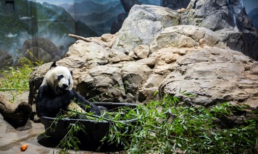 Bảo Bối đang gặm tre trong Vườn thú Quốc gia ở Washington trước chuyến bay kéo dài 16 giờ về Trung Quốc. Ảnh: Bangkok Post.