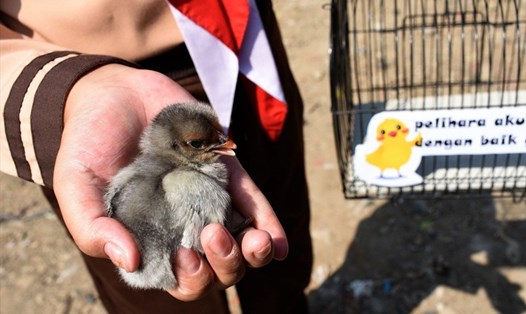 Một thành phố ở Indonesia tặng gà con để trẻ em nuôi nhằm giúp trẻ tránh xa điện thoại và các thiết bị điện tử. Ảnh: AFP.