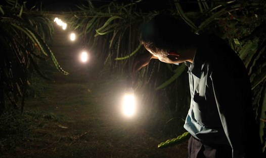 Nhiều hộ dân trồng thanh long tại tỉnh Bình Thuận chong đèn compact để kích thích cho thanh long ra hoa trái vụ - Ảnh: Đình Hoàng.