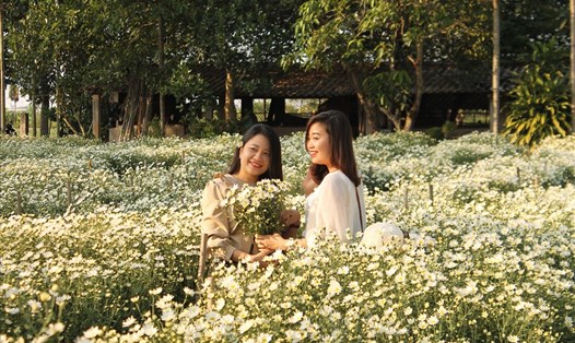 Vườn cúc hoạ mi nở rộ ở phường Tràng Cát, quận Hải An, Hải Phòng hấp dẫn du khách. Ảnh Mai Dung