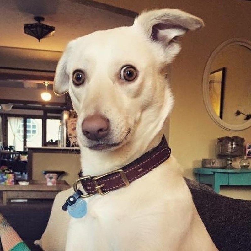 Bạn đang tìm kiếm loài chó nào được xem là dễ thương nhất trên Reddit?