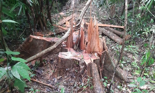 Hàng chục cây cổ thụ bị đốn hạ trong rừng phòng hộ Sông Tranh. Ảnh: T.C