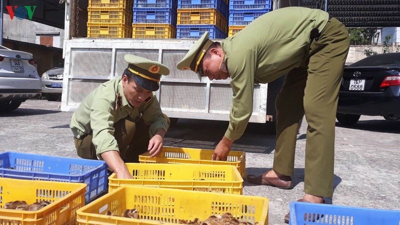 Lực lượng chức năng tỉnh Hải Dương tiến hành kiểm tra số gà nhập lậu đang trên đường đi tiêu thụ. Ảnh CTV