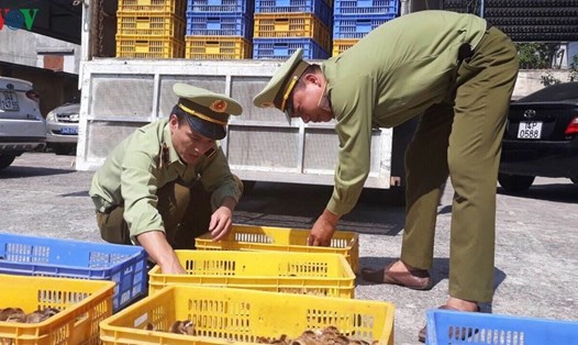 Lực lượng chức năng tỉnh Hải Dương tiến hành kiểm tra số gà nhập lậu đang trên đường đi tiêu thụ. Ảnh CTV