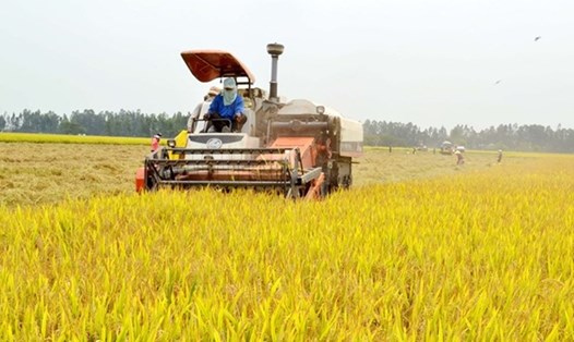 Bộ trưởng Nguyễn Xuân Cường nói sẽ xin Quốc hội giảm dần diện tích đất trồng lúa, thay vào đó là các cây trồng khác có hiệu quả hơn.