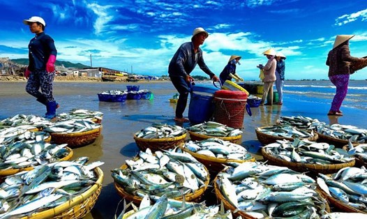 Việt Nam cần cân nhắc trữ lượng thủy sản cho tương lai, không đánh bắt kiểu “tận diệt”. Ảnh: PV