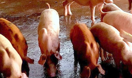 Người dân Bạc Liêu lén lút tái đàn do giá lợn tăng cao (ảnh Nhật Hồ)