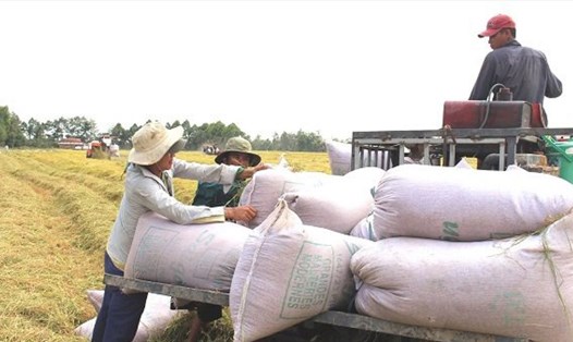 Xuất khẩu gạo 10 tháng năm 2019 giảm 9,1% giá trị do lúa rớt giá. (Ảnh minh họa)