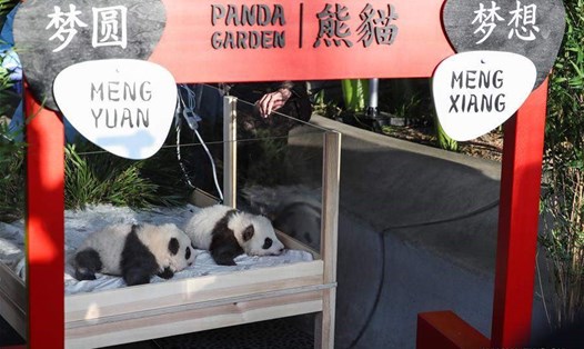 Cặp gấu trúc sinh đôi được đặt tên là Meng Xiang và Meng Yuan ở Berlin vào ngày 9.12. Ảnh: Xinhua