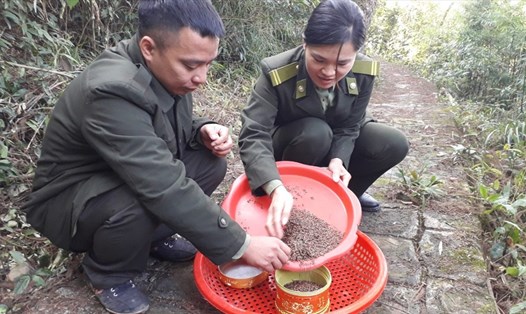 Nhân viên Ban quản lý Di tích và Rừng quốc gia Yên Tử sàng lọc hạt cây Xích Tùng sau khi thu lượm. Ảnh: Nguyễn Hùng