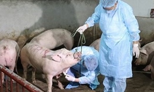 phòng bệnh dịch tả lợn châu Phi trên địa bàn TP.Hà Nội. Ảnh: TL