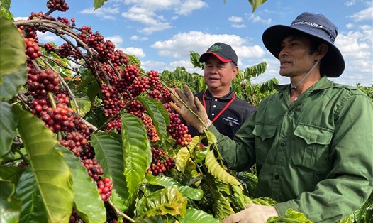 Ông Phạm Phú Ngọc, Trưởng nhóm Hỗ trợ Nông nghiệp Nestlé Việt Nam hướng dẫn nông dân thực hành chăm sóc cà phê trên vườn.