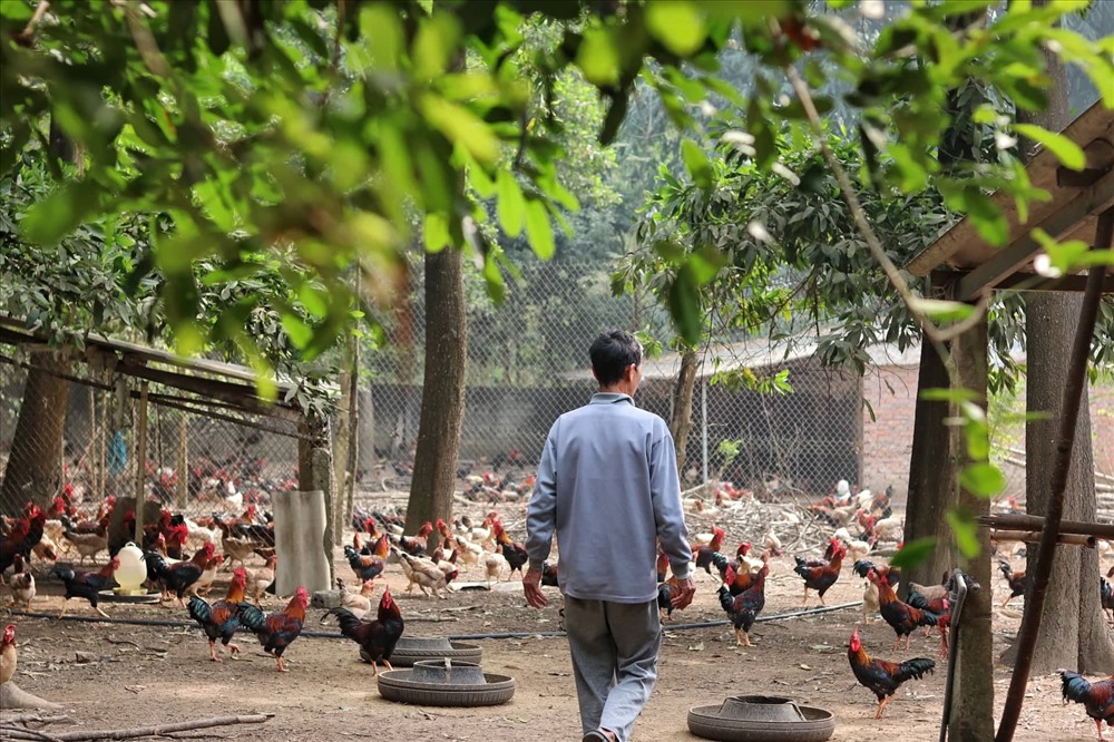 Mô hình gà thả vườn của ông Phạm Văn Dỹ mỗi năm thu lãi hàng trăm triệu đồng. Ảnh: Lan Nhi.